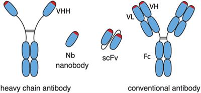 A cDNA Immunization Strategy to Generate Nanobodies against Membrane Proteins in Native Conformation